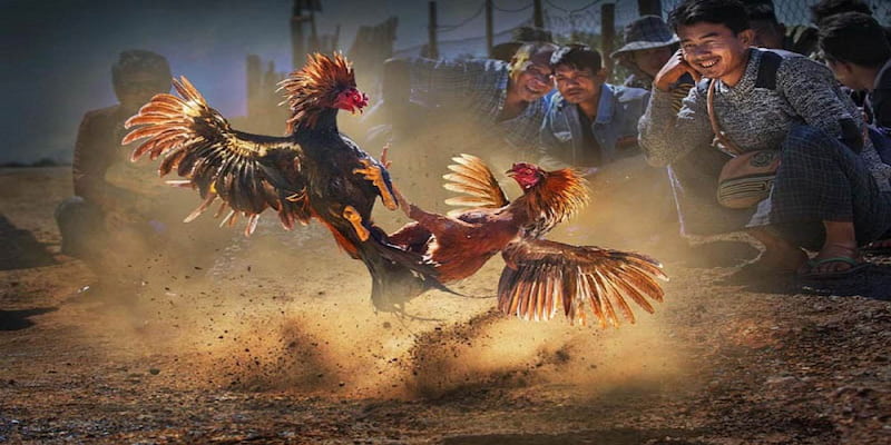 Đá gà Giới thiệu về Đá gà Net88
